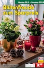Christrose im Angebot bei Netto Marken-Discount in Cuxhaven Christrose Angebote bei Netto Marken-Discount Cuxhaven für 3,99 €
