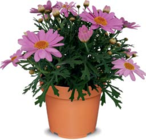 Aktuelles Margeriten Angebot bei Netto Marken-Discount in Oberhausen ab 2,99 €