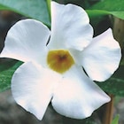 Botanic Anthy-sur-Léman - Promo Dipladénia Promo Dipladénia à 3,99 € dans le catalogue Botanic à Anthy-sur-Léman