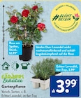 Rose am Spalier im ALDI SÜD Prospekt Rose am Spalier von GÄRTNERS Schätze im aktuellen ALDI SÜD Prospekt für 3,99 €