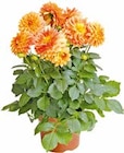 Dahlie im Hellweg Prospekt Dahlie im aktuellen Hellweg Prospekt für 8,99 €