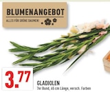 Gladiolen im Angebot bei Marktkauf in Hattingen Gladiolen Angebote bei Marktkauf Hattingen für 3,77 €