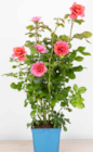 Kletterrose von Kölle's Beste für 15,99 € bei Pflanzen Kölle im Angebot Kletterrose von Kölle's Beste im aktuellen Pflanzen Kölle Prospekt