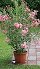 Laurier rose pot 17 cm en promo chez Intermarché Super Angers à 8,99 €