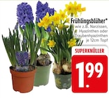 Frühlingsblüher im EDEKA Prospekt Frühlingsblüher im aktuellen EDEKA Prospekt für 1,99 €