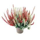 Calluna Beauty Ladies zwei- oder dreifarbig für 2,49 € bei Netto mit dem Scottie im Angebot Calluna Beauty Ladies zwei- oder dreifarbig im aktuellen Netto mit dem Scottie Prospekt