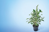 FICUS EN POT 17 CM à 9,99 € dans le catalogue Netto