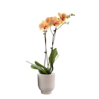 Orchidée ECLOZ - ECLOZ - Jardiland à Clermont-Ferrand Orchidée ECLOZ - ECLOZ en promo chez Jardiland Clermont-Ferrand à 9,99 €