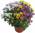 Chrysanthème américain 4 boutures - Lidl à Corbeil-Essonnes Chrysanthème américain 4 boutures en promo chez Lidl Corbeil-Essonnes à 3,99 €