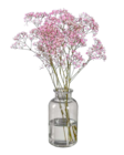 Schleierkraut (Gypsophila) bei Lidl im Prospekt "" für 1,99 €