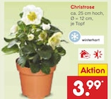 Christrose im Angebot bei Netto Marken-Discount in Kiel Christrose Angebote bei Netto Marken-Discount Kiel für 3,99 €