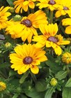 Sonnenhut "Rudbeckia" im Angebot bei Hornbach in Waiblingen Sonnenhut "Rudbeckia" Angebote bei Hornbach Waiblingen für 12,95 €