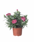 Aktuelle Blumen Angebote bei Lidl in Düsseldorf Aktuelles Nelken Dianthus Angebot bei Lidl in Düsseldorf ab 1,49 €