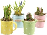 Blumenzwiebeln Mix in Keramik Angebote bei REWE Germering für 3,99 €