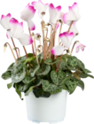 Mini cyclamen bicolore en promo chez Lidl Nice à 2,99 €