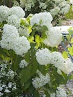 Schneeballhortensie Annabelle von  im aktuellen Pflanzen Kölle Prospekt für 19,99 €