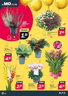 Netto mit dem Scottie Prospekt der KW 35 "Günstig. Besser. Für Dich." Aktueller Netto mit dem Scottie Prospekt "Günstig. Besser. Für Dich." Seite 2 von 50 Seiten