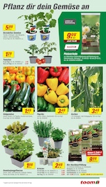 Aktueller toom Baumarkt Prospekt mit Tomaten, "Respekt, wer's selber macht.", Seite 5