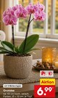 Orchidee im Angebot bei Netto Marken-Discount in Pforzheim Orchidee Angebote bei Netto Marken-Discount Pforzheim