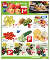 Aktueller EDEKA Prospekt mit Pflanzen, "Wir lieben Lebensmittel.", Seite 3