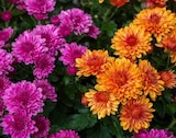 Chrysantheme im Angebot bei ZG Raiffeisen in Heidelberg Chrysantheme Angebote bei ZG Raiffeisen Heidelberg für 2,99 €