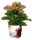 Plante fleurie à 3,99 € dans le catalogue Carrefour