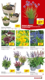 Hauswurz Angebot im aktuellen toom Baumarkt Prospekt auf Seite 5