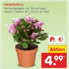 Herbstkaktus im Angebot bei Netto Marken-Discount in Schwäbisch Hall Herbstkaktus Angebote bei Netto Marken-Discount Schwäbisch Hall für 4,99 €
