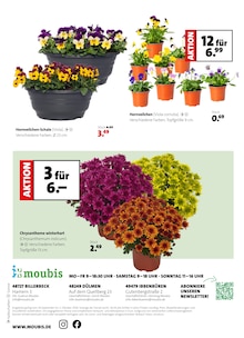 Blumen im Moubis Pflanzenhof Prospekt "Herbst in voller Blüte" mit 8 Seiten (Münster)