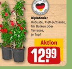 Dipladenie Angebote bei REWE Konstanz für 12,99 €