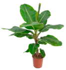 Livistona Rotundifolia 2 pieds H. 90 cm - Truffaut à Nantes Livistona Rotundifolia 2 pieds H. 90 cm en promo chez Truffaut Nantes à 24,99 €