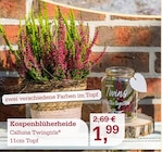 Kospenblüherheide im aktuellen Prospekt bei Garten-Center Nordharz GmbH & Co. KG in Wallmoden