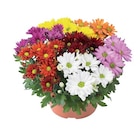 Chrysanthème coupe Carnaval en promo chez Lidl Mulhouse à 3,19 €
