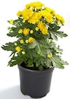Chrysantheme "Patio Mum" Angebote bei Thomas Philipps Emden für 1,29 €