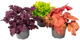 Heuchera Meristem Mix – Purpurglöckchen Angebote bei REWE Osnabrück für 3,49 €