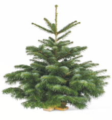 Nordmanntanne mit Holzständer bei toom Baumarkt in Pulheim Nordmanntanne mit Holzständer im Angebot bei toom Baumarkt Pulheim für 16,99 €