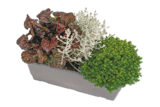 Aktuelles Bepflanzter Balkonkasten „Herbstmix“* Angebot bei Netto mit dem Scottie in Cottbus ab 5,99 €