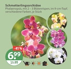 Schmetterlingsorchidee von  im aktuellen V-Markt Prospekt für 6,99 €