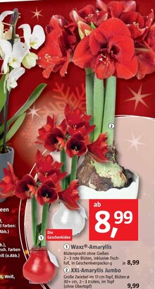 Amaryllis bei BAUHAUS in Unna Amaryllis im Angebot bei BAUHAUS Unna für 8,99 €