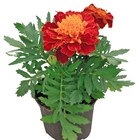 Studentenblume für 1,11 € bei REWE im Angebot Studentenblume im aktuellen REWE Prospekt