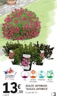 E.Leclerc Saint-André-et-Appelles - Promo Azalée Japonaise "Azalea Japonica" Promo Azalée Japonaise "Azalea Japonica" à 13,50 € dans le catalogue E.Leclerc à Saint-André-et-Appelles