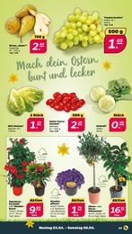 Garten Angebot & Preis im aktuellen NETTO mit dem Scottie Prospekt Garten Angebot im aktuellen NETTO mit dem Scottie Prospekt auf Seite 3