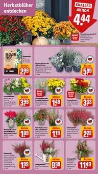 Gartenerde im REWE Prospekt "Dein Markt" mit 18 Seiten (Bonn)