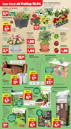 Blumenampel Angebot im aktuellen Thomas Philipps Prospekt auf Seite 3