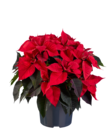 Großer Weihnachtssternbusch im Angebot bei Lidl in Soest Großer Weihnachtssternbusch Angebote bei Lidl Soest für 7,99 €