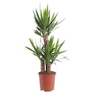 Botanic Épinal - Promo Yucca 3 pieds. Le pot diamètre 21 cm Promo Yucca 3 pieds. Le pot diamètre 21 cm à 29,99 € dans le catalogue Botanic à Épinal