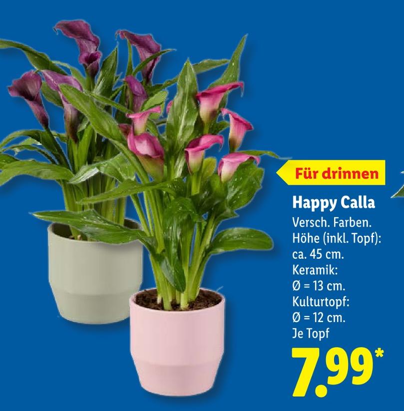 Happy Calla