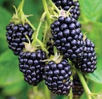 Brombeeren von  im aktuellen Dehner Garten-Center Prospekt für 9,99 €