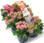 Garten-Kalanchoe für 6,49 € bei Netto mit dem Scottie im Angebot Garten-Kalanchoe im aktuellen Netto mit dem Scottie Prospekt