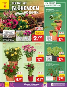 Blumen im Netto Marken-Discount Prospekt "Aktuelle Angebote" mit 71 Seiten (Jena)